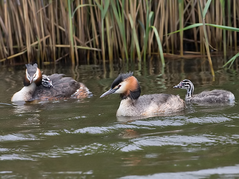 Podiceps cristatus Fuut Great Crsted Grebe